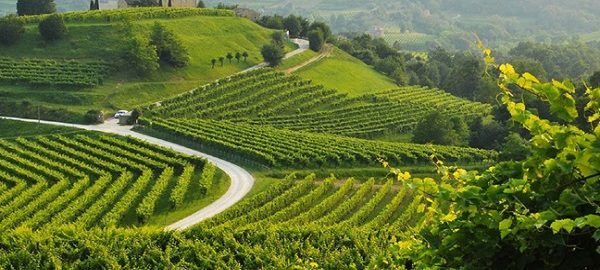 strada del vino colli euganei 2018